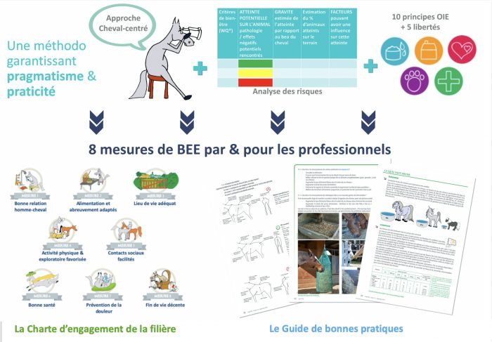 Le bien-être équin a sa Charte !