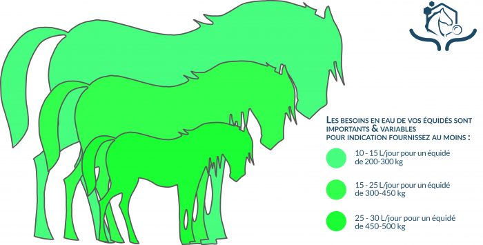 On estime en moyenne que les chevaux ont besoin de 5,2 litres d’eau/100 kg/jour. Ces besoins sont à doubler ou tripler pour les chevaux qui travaillent