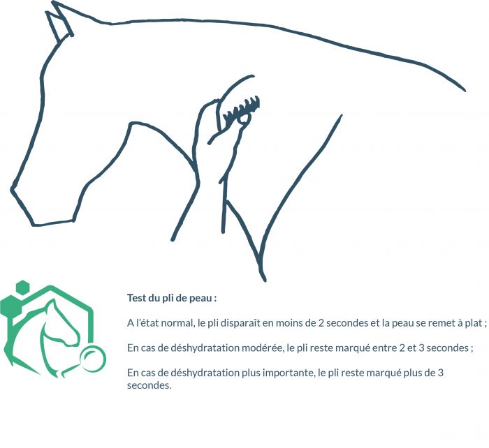 le pincement de la peau entre le pouce et l’index, au niveau de l’épaule en avant ou au milieu de l’encolure permet d’évaluer l’état de déshydratation du cheval par l’observation de la persistance du pli de peau après l’avoir pincée fortement