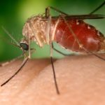 La fièvre de West-Nile (FWN) est une maladie virale qui affecte certains oiseaux et mammifères, dont les équidés et l’Homme. Elle peut passer inaperçue, mais peut aussi avoir une issue mortelle ou laisser des séquelles nerveuses après guérison.