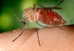 La fièvre de West-Nile (FWN) est une maladie virale qui affecte certains oiseaux et mammifères, dont les équidés et l’Homme. Elle peut passer inaperçue, mais peut aussi avoir une issue mortelle ou laisser des séquelles nerveuses après guérison.