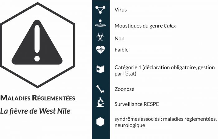 La fièvre de West-Nile (FWN) est une maladie virale qui affecte certains oiseaux et mammifères, dont les équidés et l’Homme. Elle peut passer inaperçue, mais peut aussi avoir une issue mortelle ou laisser des séquelles nerveuses après guérison.