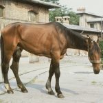L'anémie infectieuse des équidés ? Une résurgence sporadique !