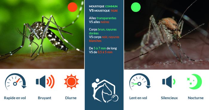 Le moustique tigre, Aedes Albopictus, et le moustique commun, Culex Pipiens, sont tous deux présents sur le territoire français.