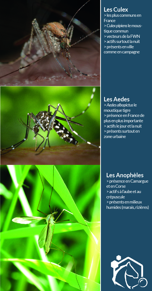Il y a 65 espèces de moustiques en France, appartenant à 3 grandes familles : les Aedes (moustique tigre par exemple), les Culex et les Anophèles