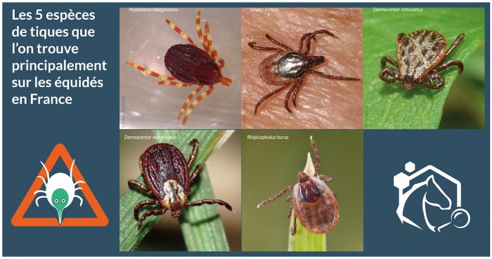 Les tiques sont des acariens de la classe des arachnides (comme les araignées). Il existe près de 900 espèces de tiques à travers le monde, dont 41 en France.