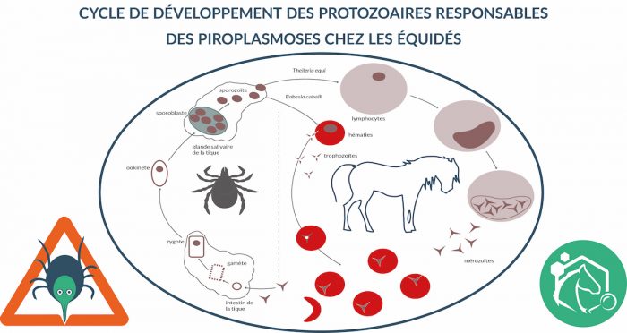 Les tiques sont des acariens de la classe des arachnides (comme les araignées). Il existe près de 900 espèces de tiques à travers le monde, dont 41 en France.