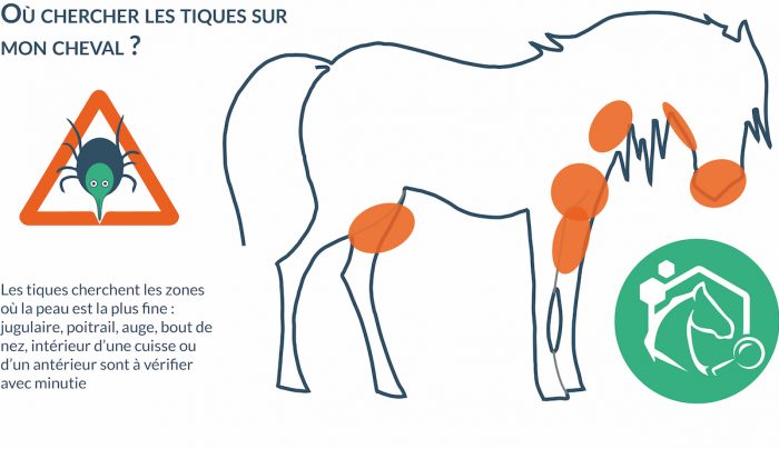 Les tiques sont des acariens de la classe des arachnides (comme les araignées). Il existe près de 900 espèces de tiques à travers le monde, dont 41 en France.