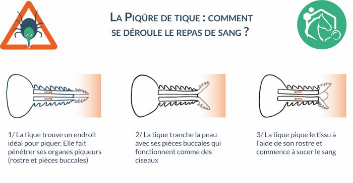 Les tiques sont des acariens de la classe des arachnides (comme les araignées). Il existe près de 900 espèces de tiques à travers le monde, dont 41 en France.