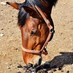 La coproscopie est une méthode qui permet d’analyser de manière simple, rapide et peu coûteuse les parasites présents dans les crottins de votre équidé. Elle permet d’avoir ainsi un instantané de son statut parasitaire.