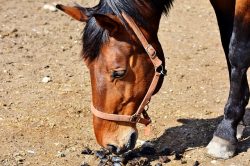 La coproscopie est une méthode qui permet d’analyser de manière simple, rapide et peu coûteuse les parasites présents dans les crottins de votre équidé. Elle permet d’avoir ainsi un instantané de son statut parasitaire.