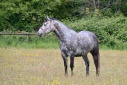 La cellule de crise* du RESPE s’est réunie pour la seconde fois le 08 mars dans le cadre des foyers d’herpèsvirose de type 1 (HVE1 – rhinopneumonie) confirmés en Espagne à Valence, sur le site du Valencia Spring Jumping Tour et dans plusieurs départements en France en lien épidémiologique avec le foyer espagnol. Cette réunion a permis de faire un nouveau bilan de la situation en Espagne et en France, et d’adapter les recommandations à l’évolution de la situation épidémiologique.