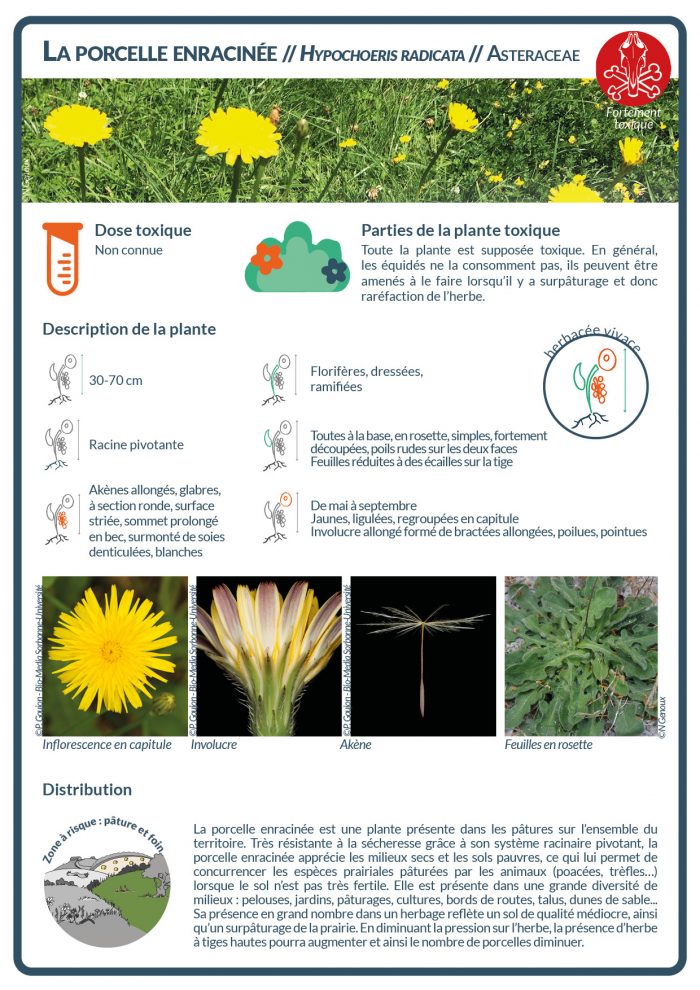 La porcelle enracinée est une plante présente dans les pâtures. Sa présence en grand nombre dans un herbage reflète un sol de qualité médiocre, ainsi qu’un surpâturage de la prairie.
