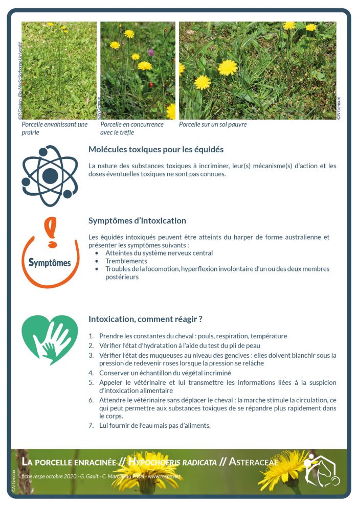 La porcelle enracinée est une plante présente dans les pâtures. Sa présence en grand nombre dans un herbage reflète un sol de qualité médiocre, ainsi qu’un surpâturage de la prairie.