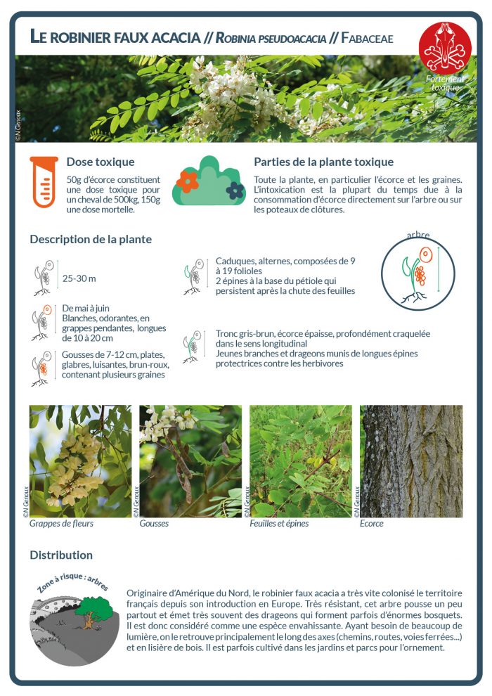 Les parties toxiques du robinier faux acacia contiennent deux phytotoxines, la robine - la plus dangereuse - et la phasine, qui provoquent une agglutination des hématies et une inhibition de la synthèse protéique conduisant à la mort cellulaire. Leur toxicité est maximale à l’automne.