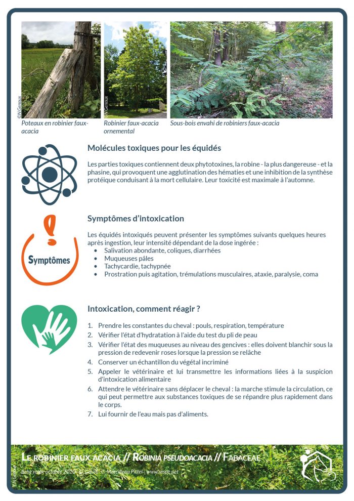 Les parties toxiques du robinier faux acacia contiennent deux phytotoxines, la robine - la plus dangereuse - et la phasine, qui provoquent une agglutination des hématies et une inhibition de la synthèse protéique conduisant à la mort cellulaire. Leur toxicité est maximale à l’automne.