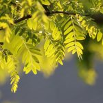 Les parties toxiques du robinier faux acacia contiennent deux phytotoxines, la robine - la plus dangereuse - et la phasine, qui provoquent une agglutination des hématies et une inhibition de la synthèse protéique conduisant à la mort cellulaire. Leur toxicité est maximale à l’automne.