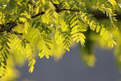 Les parties toxiques du robinier faux acacia contiennent deux phytotoxines, la robine - la plus dangereuse - et la phasine, qui provoquent une agglutination des hématies et une inhibition de la synthèse protéique conduisant à la mort cellulaire. Leur toxicité est maximale à l’automne.