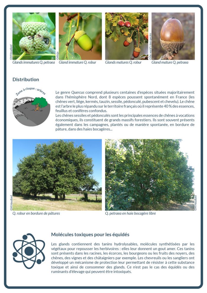 Le gland est une plante toxique, dont la toxicité varie en fonction des espèces de chênes, des années, du climat et de chaque individu