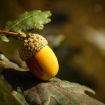 Le gland est une plante toxique, dont la toxicité varie en fonction des espèces de chênes, des années, du climat et dLe gland est une plante toxique, dont la toxicité varie en fonction des espèces de chênes, des années, du climat et de chaque individu