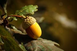 Le gland est une plante toxique, dont la toxicité varie en fonction des espèces de chênes, des années, du climat et dLe gland est une plante toxique, dont la toxicité varie en fonction des espèces de chênes, des années, du climat et de chaque individu