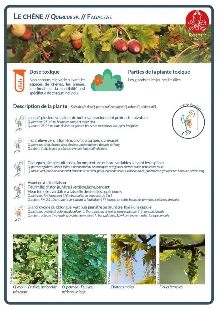 Le gland est une plante toxique, dont la toxicité varie en fonction des espèces de chênes, des années, du climat et de chaque individu