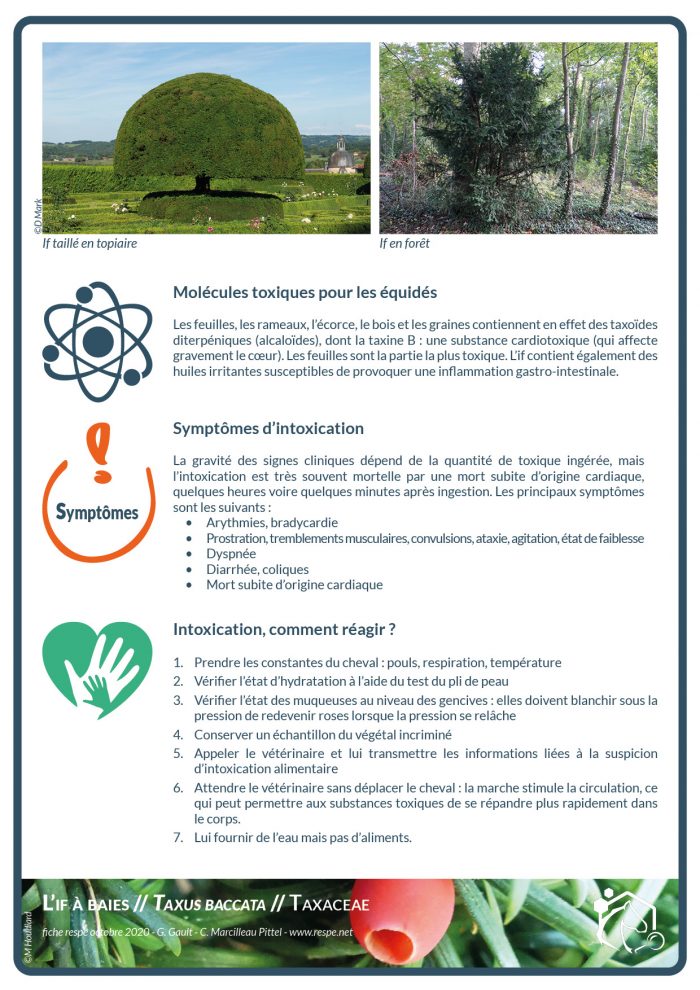 Les feuilles, les rameaux, l’écorce, le bois et les graines contiennent des taxoïdes diterpéniques (alcaloïdes), dont la taxine B : une substance cardiotoxique (qui affecte gravement le coeur). Les feuilles sont la partie la plus toxique. L’if contient également des huiles irritantes susceptibles de provoquer une inflammation gastro-intestinale.