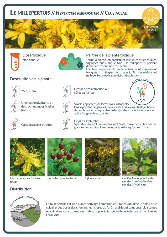 Le millepertuis contient de l’hypéricine dans les glandes de ses feuilles. Cette molécule est sensible à la lumière : lors de l’ingestion, elle s’accumule dans la peau et émet une fluorescence lorsqu’elle est exposée à la lumière, provoquant des lésions cellulaires et des inflammations (on parle de photosensibilisation). Comme l’hypéricine ne s’élimine pas, la photosensibilité peut subsister longtemps.