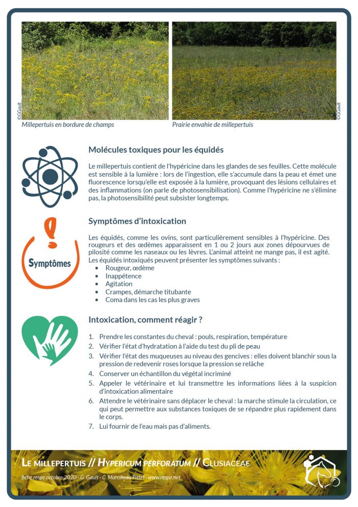 Le millepertuis contient de l’hypéricine dans les glandes de ses feuilles. Cette molécule est sensible à la lumière : lors de l’ingestion, elle s’accumule dans la peau et émet une fluorescence lorsqu’elle est exposée à la lumière, provoquant des lésions cellulaires et des inflammations (on parle de photosensibilisation). Comme l’hypéricine ne s’élimine pas, la photosensibilité peut subsister longtemps.
