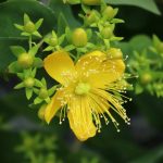 Le millepertuis contient de l’hypéricine dans les glandes de ses feuilles. Cette molécule est sensible à la lumière : lors de l’ingestion, elle s’accumule dans la peau et émet une fluorescence lorsqu’elle est exposée à la lumière, provoquant des lésions cellulaires et des inflammations (on parle de photosensibilisation). Comme l’hypéricine ne s’élimine pas, la photosensibilité peut subsister longtemps.