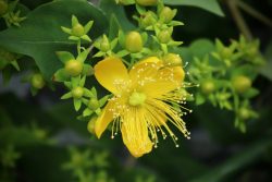 Le millepertuis contient de l’hypéricine dans les glandes de ses feuilles. Cette molécule est sensible à la lumière : lors de l’ingestion, elle s’accumule dans la peau et émet une fluorescence lorsqu’elle est exposée à la lumière, provoquant des lésions cellulaires et des inflammations (on parle de photosensibilisation). Comme l’hypéricine ne s’élimine pas, la photosensibilité peut subsister longtemps.