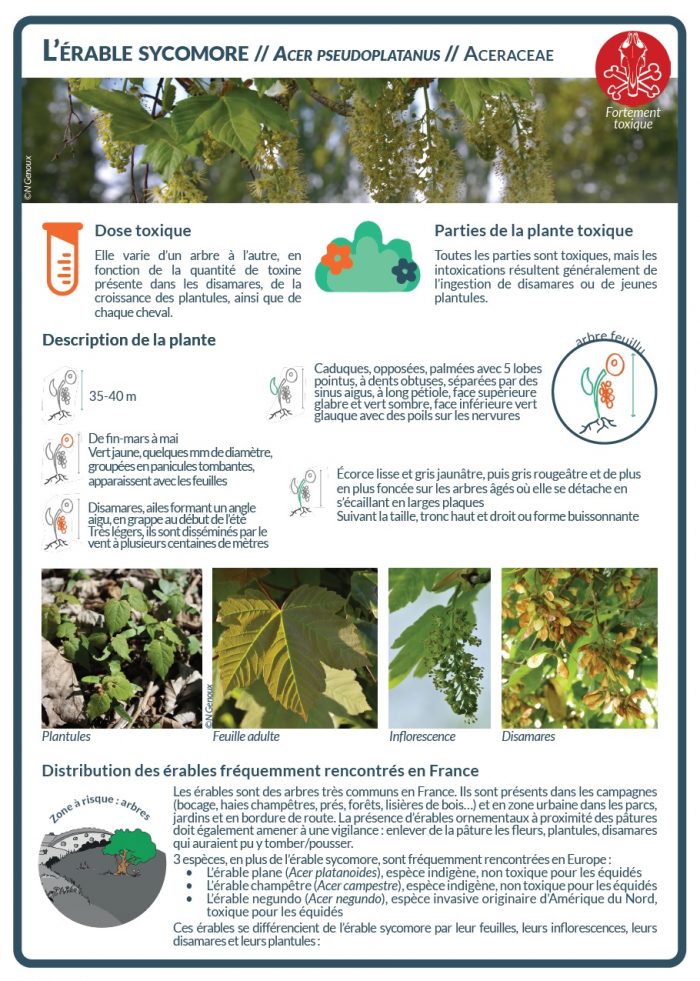 Les plantules et graines des érables sycomore et negundo contiennent deux toxines : l’hypoglycine A (HGA) et la méthylène-cyclopropyle-glycine (MCPG). En cas d’ingestion par l’équidé, elles sont métabolisées en un composé toxique, le MCPA-CoA qui vient perturber le métabolisme énergétique des cellules musculaires, entrainant la destruction massive des muscles cardiaque, respiratoires et posturaux.
