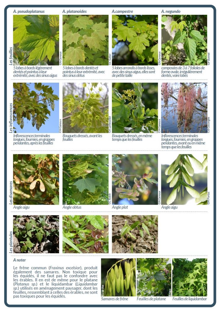 Les plantules et graines des érables sycomore et negundo contiennent deux toxines : l’hypoglycine A (HGA) et la méthylène-cyclopropyle-glycine (MCPG). En cas d’ingestion par l’équidé, elles sont métabolisées en un composé toxique, le MCPA-CoA qui vient perturber le métabolisme énergétique des cellules musculaires, entrainant la destruction massive des muscles cardiaque, respiratoires et posturaux.