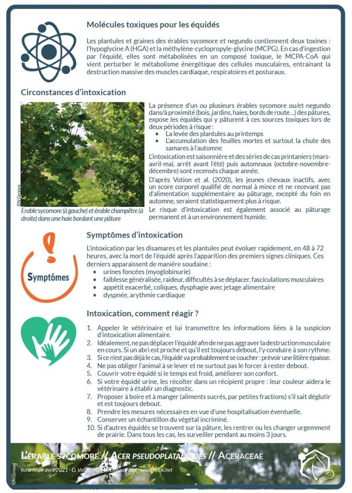 Les plantules et graines des érables sycomore et negundo contiennent deux toxines : l’hypoglycine A (HGA) et la méthylène-cyclopropyle-glycine (MCPG). En cas d’ingestion par l’équidé, elles sont métabolisées en un composé toxique, le MCPA-CoA qui vient perturber le métabolisme énergétique des cellules musculaires, entrainant la destruction massive des muscles cardiaque, respiratoires et posturaux.