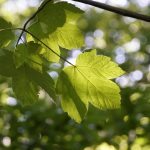 Plantes toxiques : Érable Sycomore