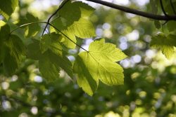 Les plantules et graines des érables sycomore et negundo contiennent deux toxines : l’hypoglycine A (HGA) et la méthylène-cyclopropyle-glycine (MCPG). En cas d’ingestion par l’équidé, elles sont métabolisées en un composé toxique, le MCPA-CoA qui vient perturber le métabolisme énergétique des cellules musculaires, entrainant la destruction massive des muscles cardiaque, respiratoires et posturaux.