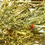 Adonis intoxication foin