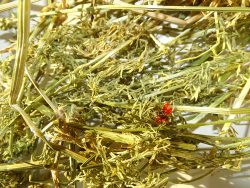 Adonis intoxication foin