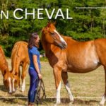 Avoir un cheval – Lettre d’information IFCE n°107