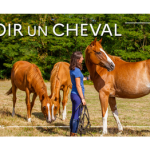 Avoir un cheval – Lettre d’information n°105