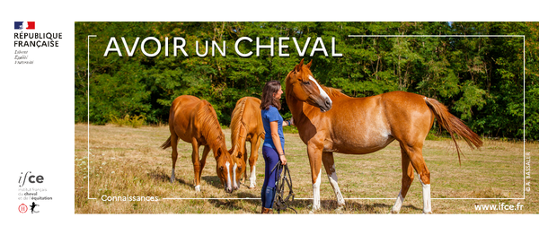 avoir un cheval IFCE
