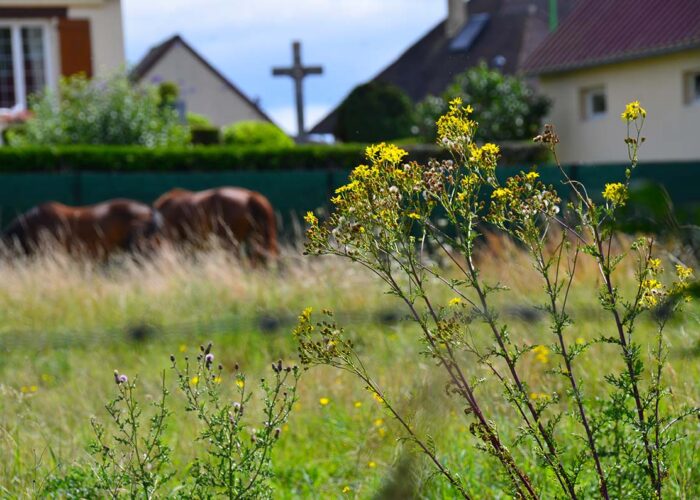 Intoxications végétales chez les équidés