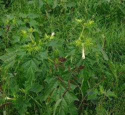 Datura