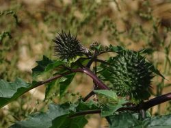 Datura