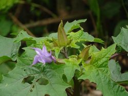 Datura