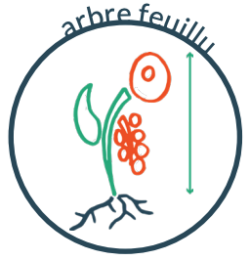 Arbre feuillu