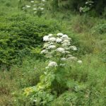 berce du Caucase, plante entière en fleurs
