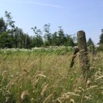 Lisière de bois envahie de berce du Caucase