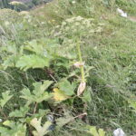 Pied de Berce du Caucase, feuilles bien visibles