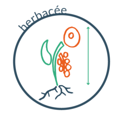herbacée